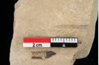 Foto (Detailansicht) von Glyptostrobus europaeus Brongniart (NHMW-GEO-2024-0188-0171)